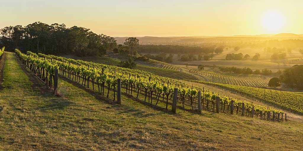 Stay n' Sip - Wine Trivia Questions