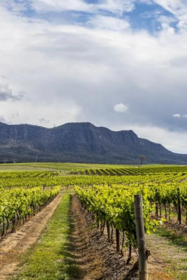 Vineyard with rows of grapevines under a partly cloudy sky with mountains in the background.